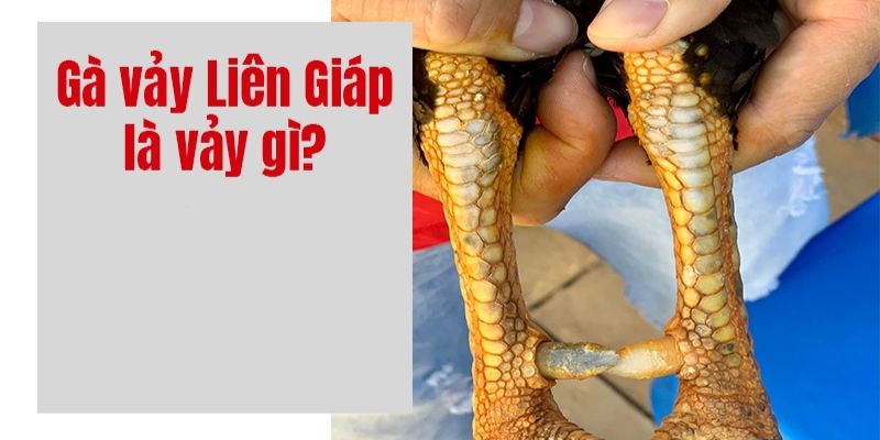 Thông tin chuẩn về vảy gà liên giáp