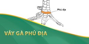 Khái quát về vảy gà phủ địa 